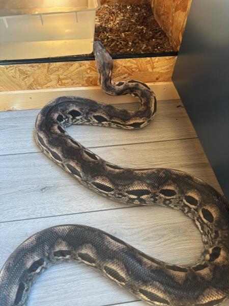 Grote foto 1.1 acrantophis madagascariensis boa dieren en toebehoren reptielen en amfibie n