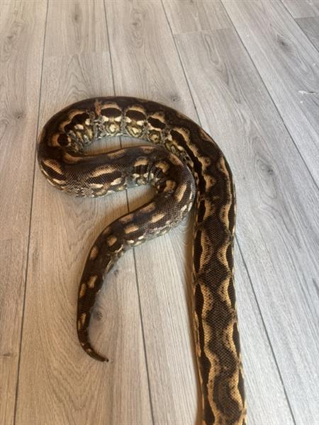 Grote foto 1.1 acrantophis madagascariensis boa dieren en toebehoren reptielen en amfibie n