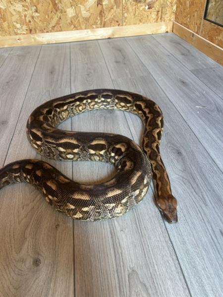 Grote foto 1.1 acrantophis madagascariensis boa dieren en toebehoren reptielen en amfibie n