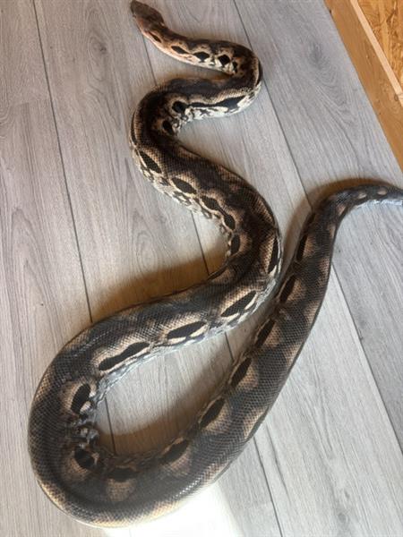 Grote foto 1.1 acrantophis madagascariensis boa dieren en toebehoren reptielen en amfibie n