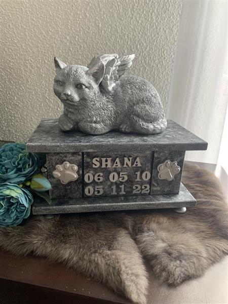 Grote foto poezenbeeld met op urn als set te koop dieren en toebehoren katten accessoires