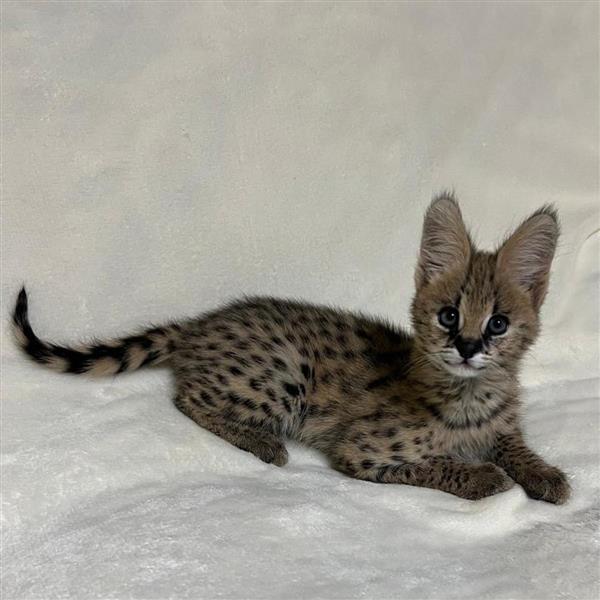 Grote foto chatons serval exotiques de haute qualit dieren en toebehoren poezen