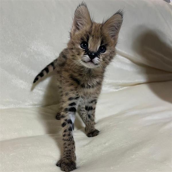 Grote foto chatons serval exotiques de haute qualit dieren en toebehoren poezen
