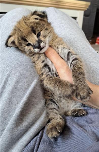 Grote foto wij bieden savannah serval en caracal dieren en toebehoren kattenmanden