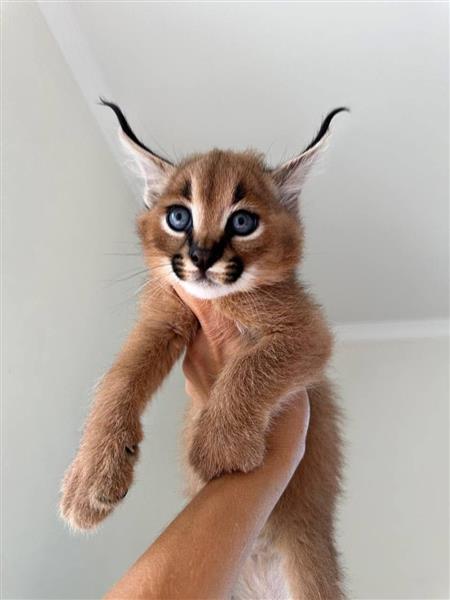 Grote foto wij bieden savannah serval en caracal dieren en toebehoren kattenmanden