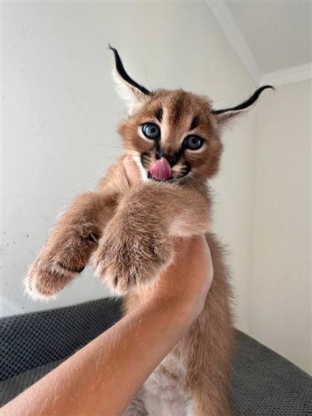 Grote foto wij bieden savannah serval en caracal dieren en toebehoren kattenmanden