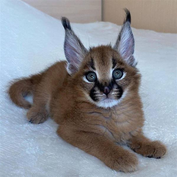 Grote foto wij bieden savannah serval en caracal dieren en toebehoren kattenmanden