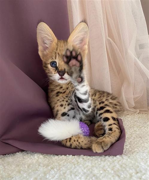 Grote foto wij bieden savannah serval en caracal dieren en toebehoren kattenmanden