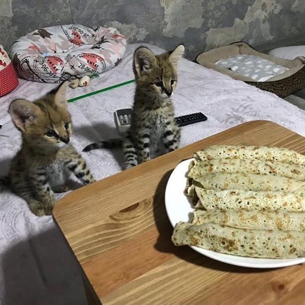 Grote foto wij bieden savannah serval en caracal dieren en toebehoren kattenmanden