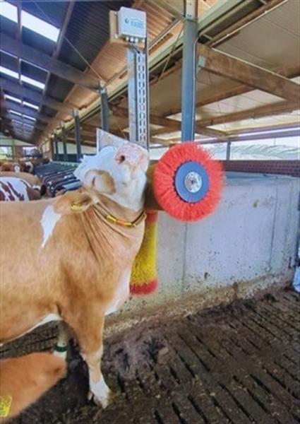 Grote foto koeborstel roterend easycleaner duo suevia dieren en toebehoren runderen