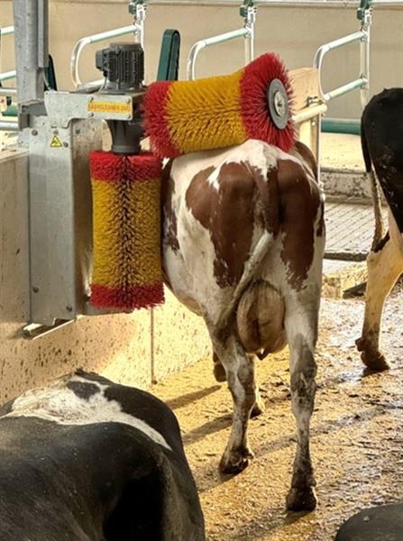 Grote foto koeborstel roterend easycleaner duo suevia dieren en toebehoren runderen