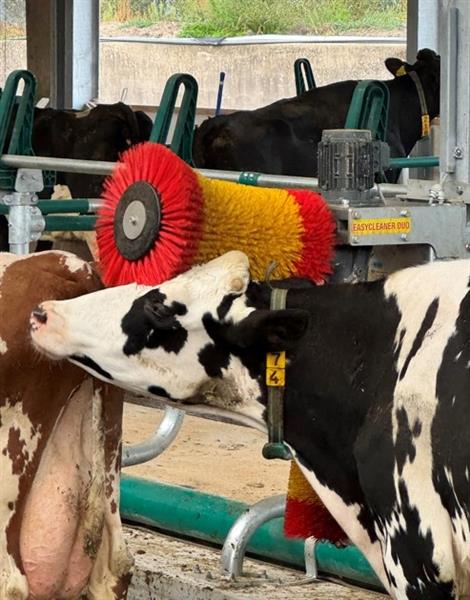 Grote foto koeborstel roterend easycleaner duo suevia dieren en toebehoren runderen