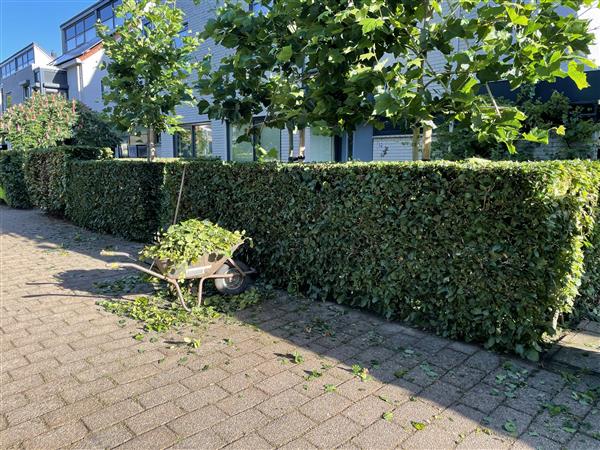 Grote foto tuinonderhoud regio breda tilburg dordrecht diensten en vakmensen tuinmannen en stratenmakers