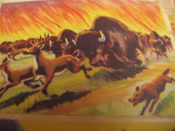 Grote foto verzamelingen van oude chromos dieren themas verzamelen dierenverzamelingen