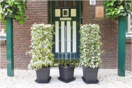 Grote foto plantenpot bloembak waterschotel en plantensteun tuin en terras bloembakken