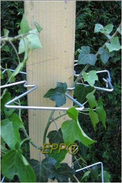 Grote foto plantensteun klimmende planten klimplantklemmen tuin en terras tuinhout en palen