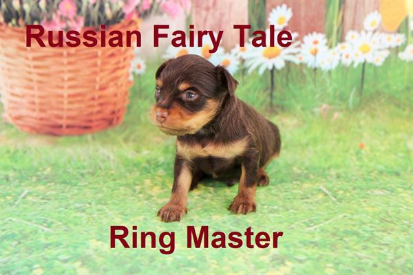 Grote foto 4 exclusieve schattige mini pup russkiy toy. dieren en toebehoren jack russells en terri rs