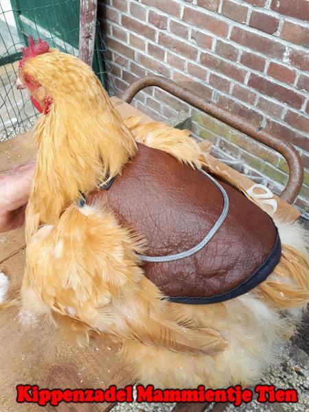 Grote foto kippenzadel voor kaalgetreden hennen dieren en toebehoren pluimvee toebehoren
