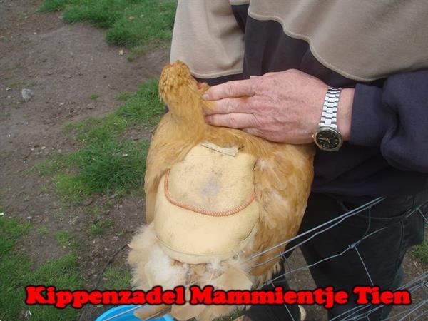 Grote foto kippenzadel voor kaalgetreden hennen dieren en toebehoren pluimvee toebehoren