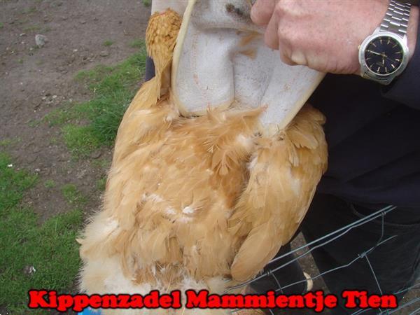 Grote foto kippenzadel voor kaalgetreden hennen dieren en toebehoren pluimvee toebehoren