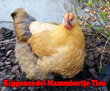Grote foto kippenzadel voor kaalgetreden hennen dieren en toebehoren pluimvee toebehoren