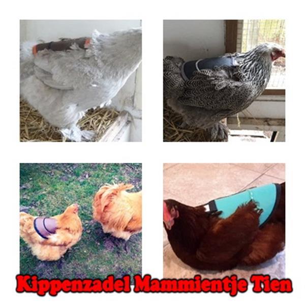 Grote foto kippenzadel voor kaalgetreden hennen dieren en toebehoren pluimvee toebehoren