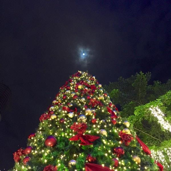 Grote foto leveren kerstbomen m t versiering z. nederland diensten en vakmensen kerst