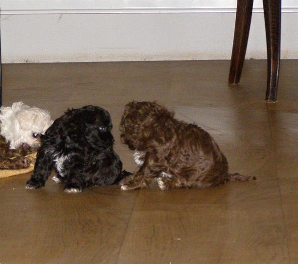 Grote foto prachtig nest bolonka zwetna pups dieren en toebehoren beagles bassets en lopende honden