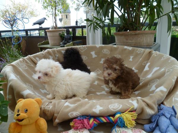 Grote foto prachtig nest bolonka zwetna pups dieren en toebehoren beagles bassets en lopende honden