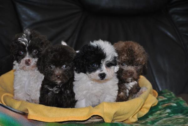 Grote foto prachtig nest bolonka zwetna pups dieren en toebehoren beagles bassets en lopende honden