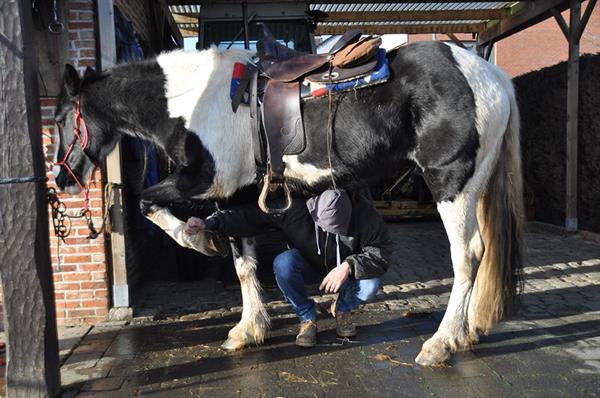 Grote foto super braaf bont wandelpaard dieren en toebehoren paarden