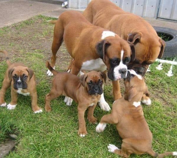 Grote foto boxer pups dieren en toebehoren overige honden