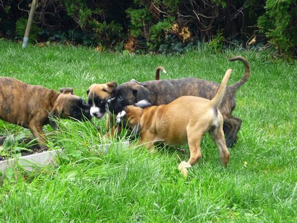 Grote foto boxer pups dieren en toebehoren overige honden