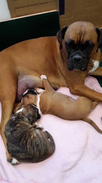 Grote foto boxer pups dieren en toebehoren overige honden
