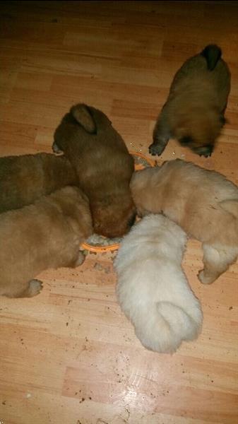 Grote foto chow chow pups apart mooi dieren en toebehoren overige honden