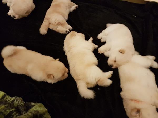 Grote foto chow chow pups apart mooi dieren en toebehoren overige honden