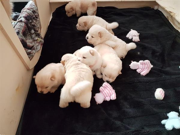 Grote foto chow chow pups apart mooi dieren en toebehoren overige honden