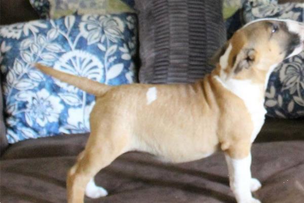 Grote foto supermooie bull terrier pups dieren en toebehoren jack russells en terri rs