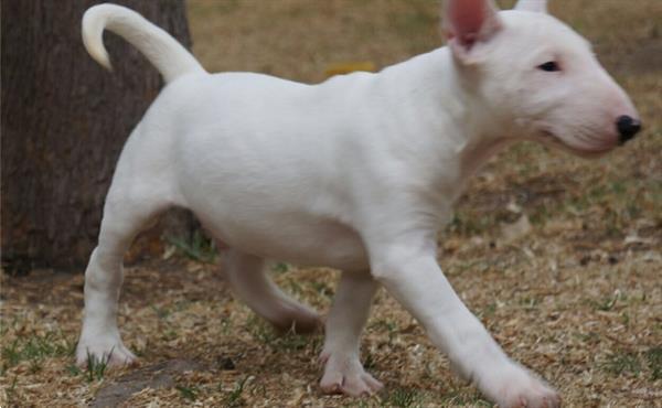 Grote foto supermooie bull terrier pups dieren en toebehoren jack russells en terri rs