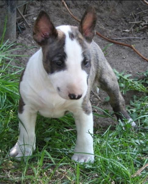 Grote foto supermooie bull terrier pups dieren en toebehoren jack russells en terri rs