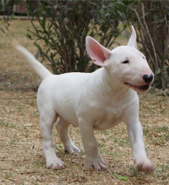 Grote foto supermooie bull terrier pups dieren en toebehoren jack russells en terri rs