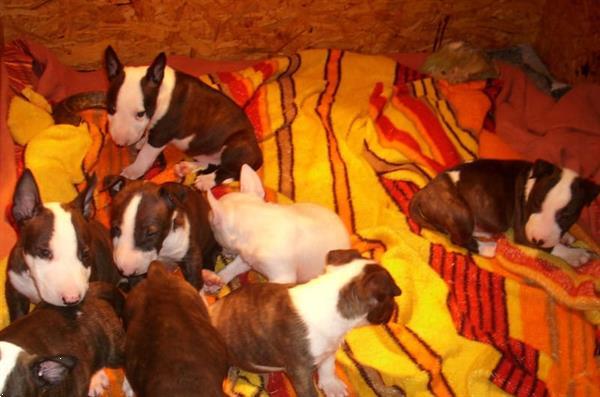 Grote foto supermooie bull terrier pups dieren en toebehoren overige honden