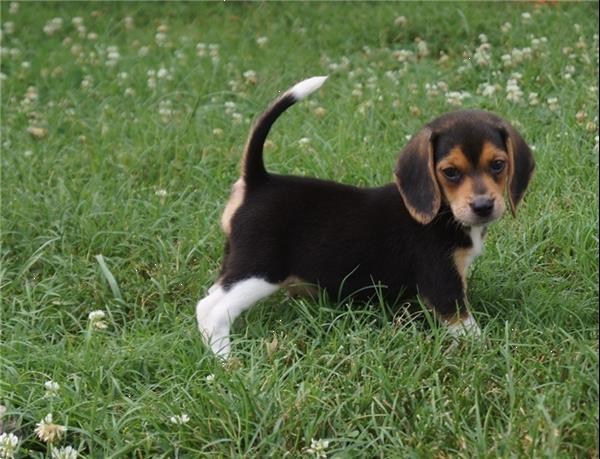 Grote foto beagle pup 12 weken oud dieren en toebehoren beagles bassets en lopende honden