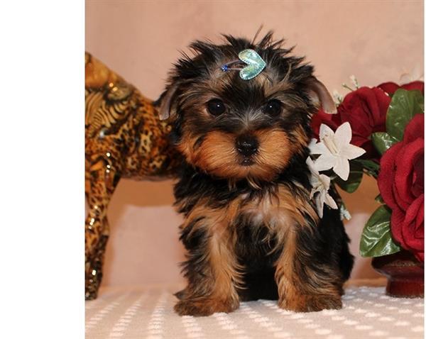 Grote foto yorkshire terrier puppy te koop dieren en toebehoren jack russells en terri rs
