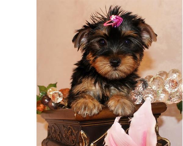 Grote foto yorkshire terrier puppy te koop dieren en toebehoren jack russells en terri rs