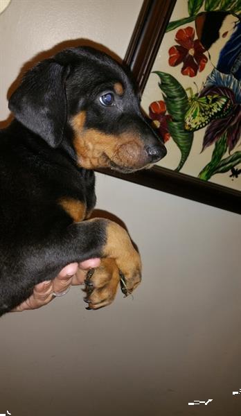 Grote foto doberman puppy zwart en bruin o.p. dieren en toebehoren bulldogs pinschers en molossers