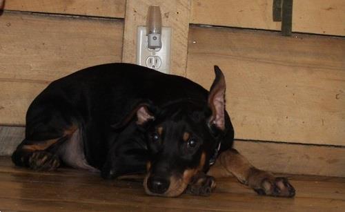 Grote foto doberman puppy zwart en bruin o.p. dieren en toebehoren bulldogs pinschers en molossers