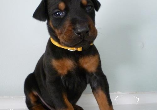 Grote foto doberman puppy zwart en bruin o.p. dieren en toebehoren bulldogs pinschers en molossers