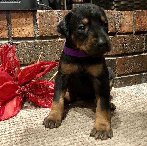 Grote foto doberman puppy zwart en bruin o.p. dieren en toebehoren bulldogs pinschers en molossers