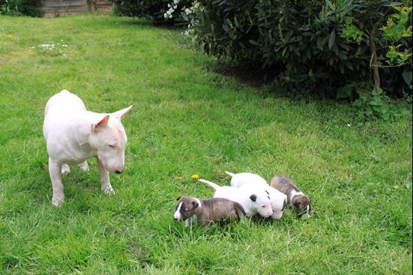 Grote foto bullterrier pups dieren en toebehoren overige honden